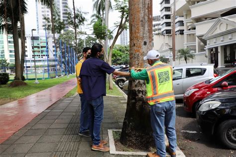 Para mitigar riesgos la Alcaldía de Panamá realizará trabajos de poda