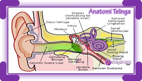 Bagian Bagian Telinga Dan Fungsinya Lengkap Dengan Penjelasannya