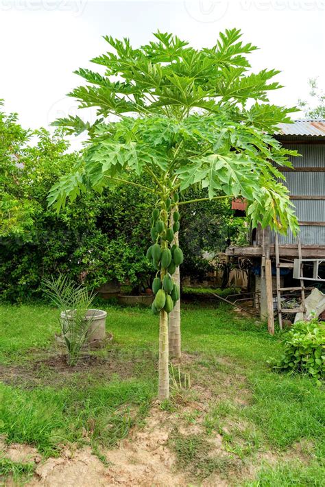 Papaya Tree