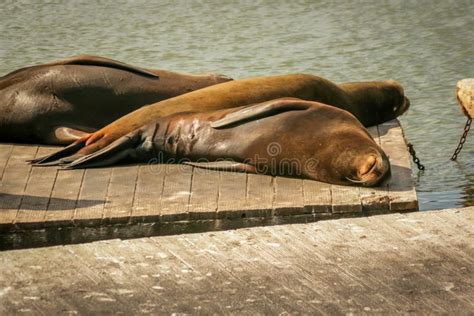 Sea Lions on Dock at Fisherman`s Wharf Stock Photo - Image of cute, wild: 190716536