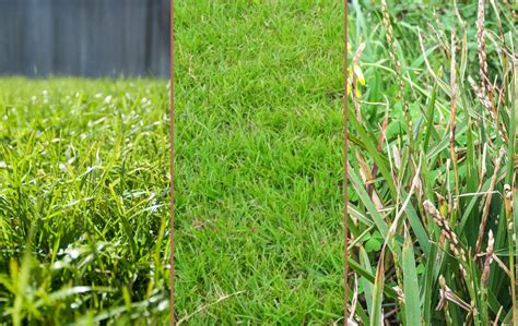 Bermuda Grass Vs Centipede Vs St Augustine Green Acres Gardening