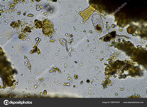 Soil Microscopy Looking Sand Silt Clay Soil Biology Amoebae Fungi Stock ...