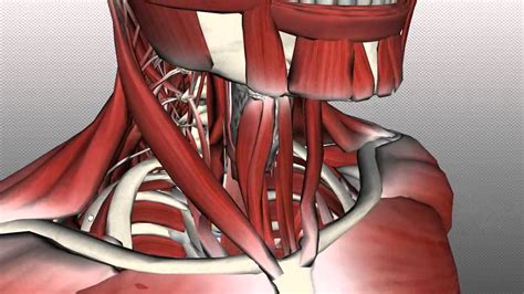 [DIAGRAM] Diagram Of Neck - MYDIAGRAM.ONLINE