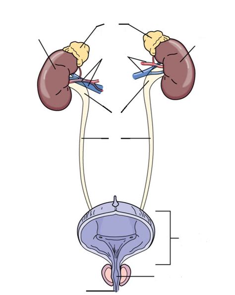 Diagram Of Urinary System Quizlet