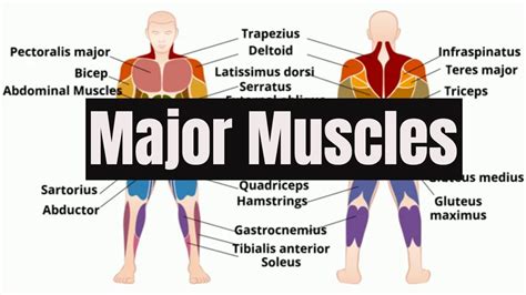 Core Muscles Of The Body