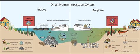 Shellfish Restoration and Related Topics « Oyster Restoration Workgroup