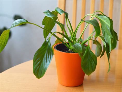 How To Fix A Peace Lily Droopy After Repotting