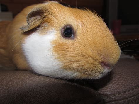 Fileguinea Pig 35 Wikimedia Commons