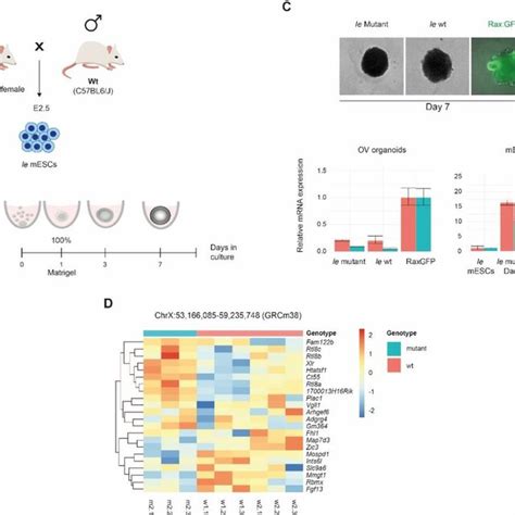 Ie Mouse Embryonic Stem Cells Derivation And Gene Expression Analyses