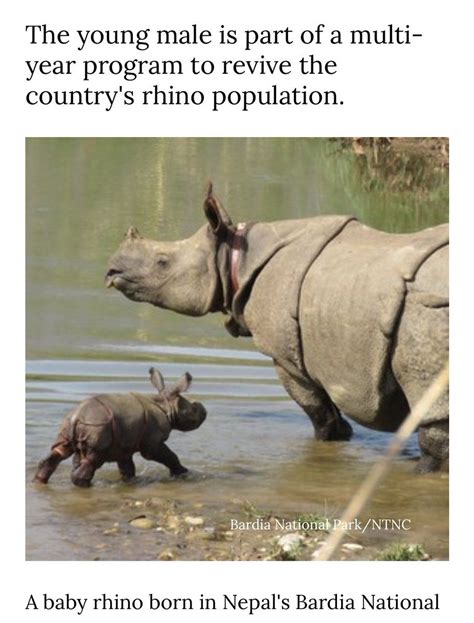 Rhino Gestation Period In Days Worldwideflex