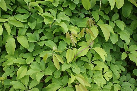 5 Leaf Vine Plants 3 Species