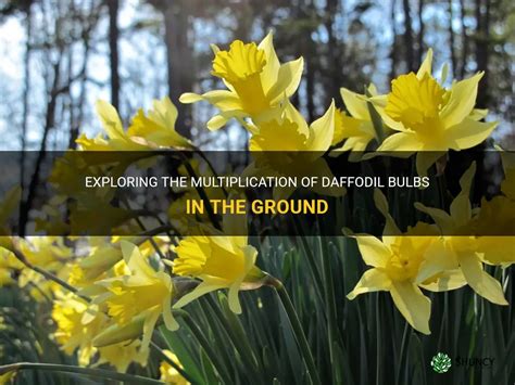 Exploring The Multiplication Of Daffodil Bulbs In The Ground Shuncy