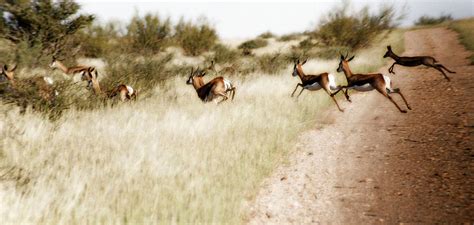 Springbok Running Photograph by Samantha Anne Hutchinson - Fine Art America