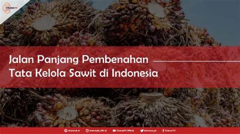 Jalan Panjang Pembenahan Tata Kelola Sawit Di Indonesia