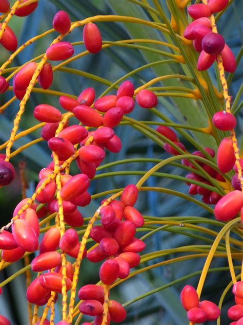 Banco De Imagens Plantar Fruta Baga Flor Comida Vermelho Palma Produzir Botânica