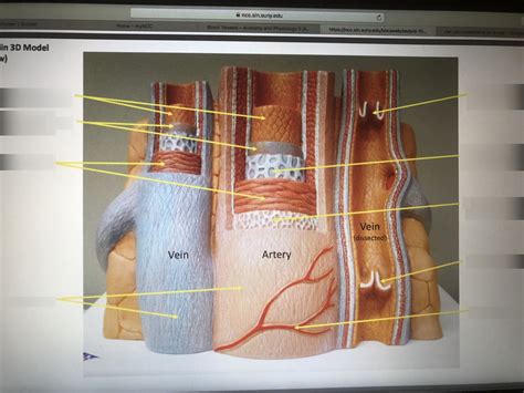 2 Artery Vein Model Diagram Quizlet