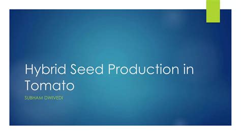 Hybrid Seed Production Of Tomato Ppt