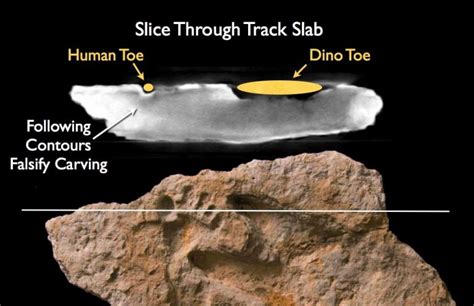 Fossil Footprints Genesis Park