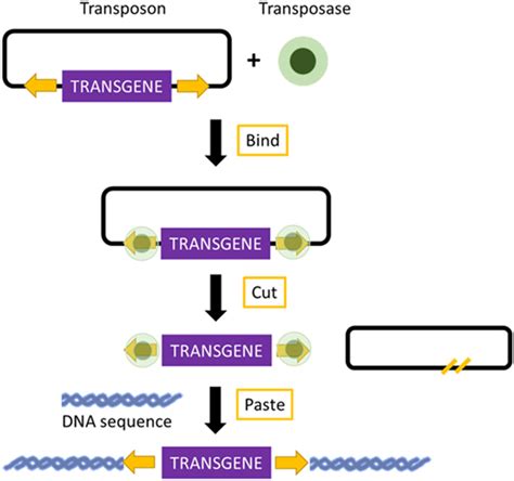 Frontiers Transgenic Mouse Models In Cancer Research