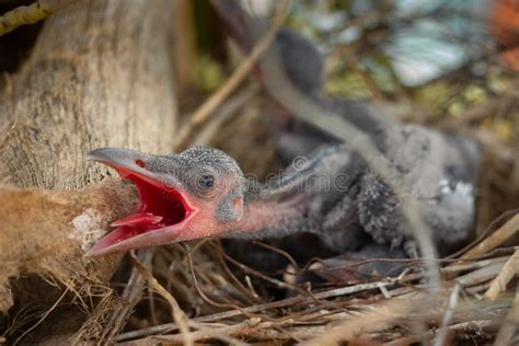 Baby Crow Is Lying In The Nest And Hatching Waiting For Their Mother