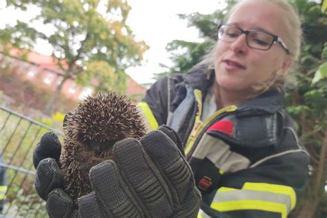 Igel Steckt Fest Celler Feuerwehr Rettet Igel Aus Misslicher Lage