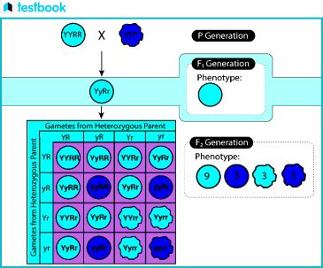 Dihybrid Cross And Inheritance Of Two Genes A Comprehensive Guide