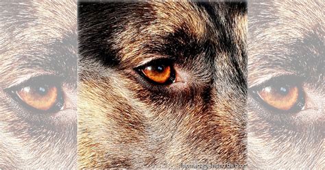 Blick in die nächste Woche › HUNDEBLOG óÔÔò ʕ·͡ᴥ·ʔ óÔÔò