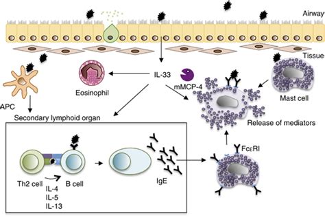 Schematic Presentation Of The Effects Of Mast Cell MC Chymase On