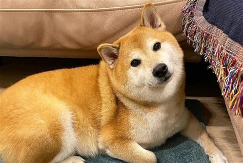 Remembering Cheems: The Iconic Shiba Inu Meme Dog Who Touched Hearts ...