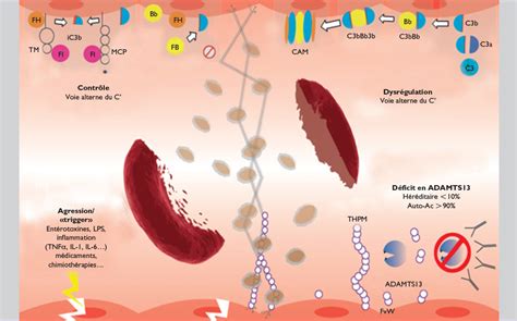 Pdf T L Charger Microangiopathie Thrombotique Ptt Gratuit Pdf Pdfprof