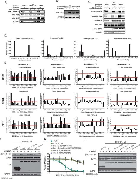 Confirmation Of Generalizable Kinase Mutants Beyond CDK4 6 A WT And