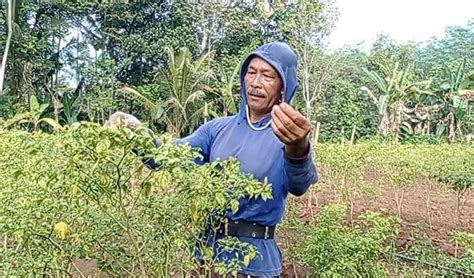 Cuaca Buruk Dan Hama Petani Cabai Di Kabupaten Blitar Gagal Panen