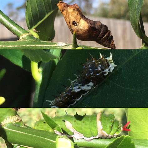 Se Qld Australia Found While Pruning My Lemon Tree What Are These 2 Caterpillars And Does