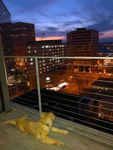 The Best Dog-friendly Hotels in the U.S.