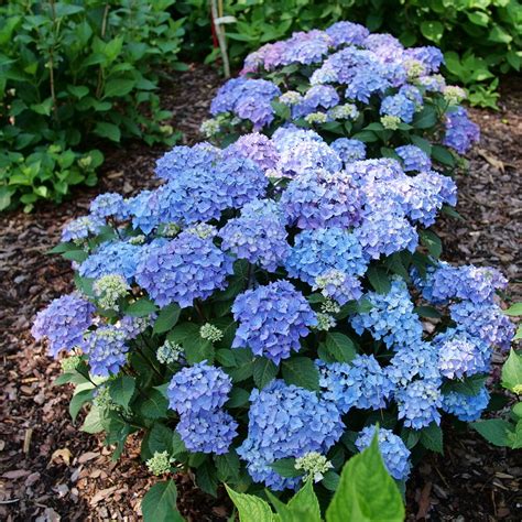 Lets Dance Lovable® Bigleaf Hydrangea Hydrangea Macrophylla