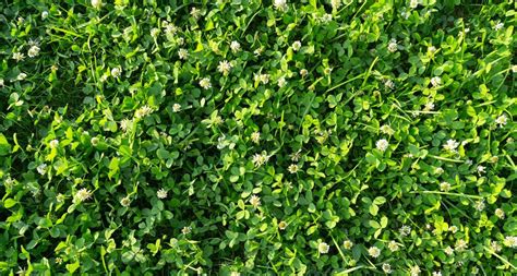 Clover Lawn Benefits Beautiful Eco Friendly And Easy