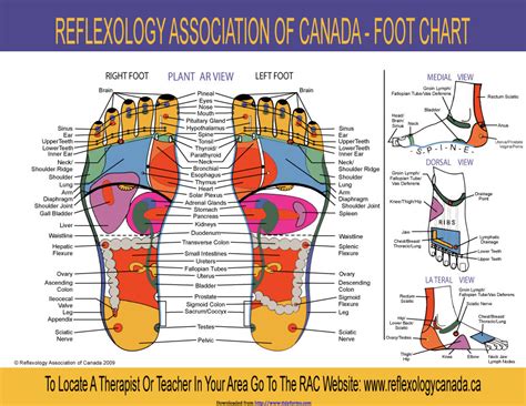 Reflexology Charts Business Mentor