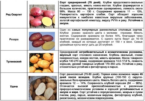 Сорта картофеля по алфавиту с описанием и фото