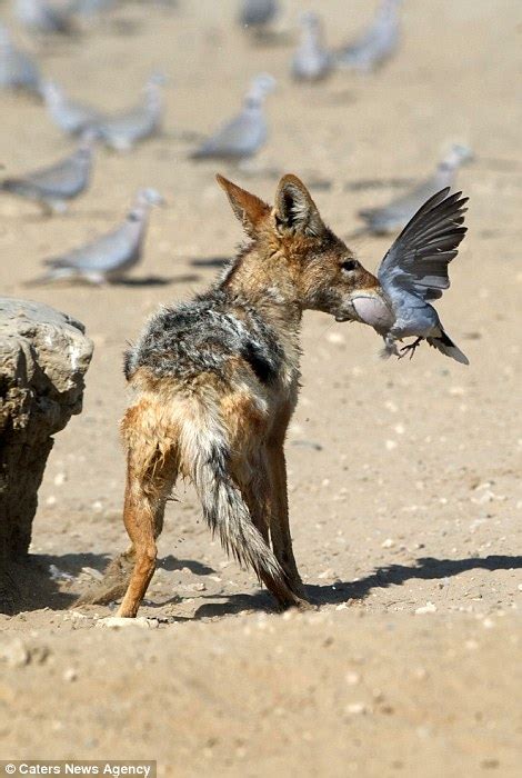 Prey Of The Jackal Predator Manages To Snare A Dove After Leaping Into