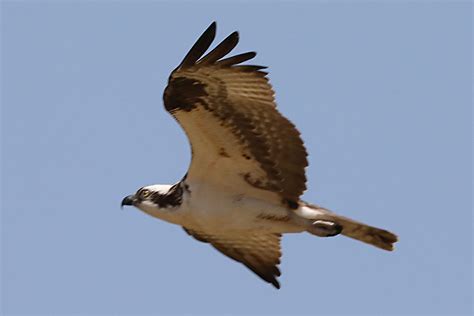 Pandion haliaetus - The Osprey