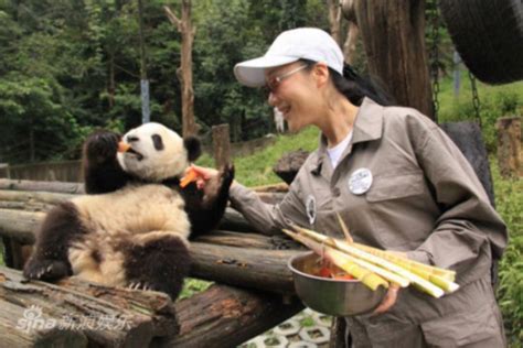 Chengdu Panda Center Volunteering Work Windhorsetour China Tibet