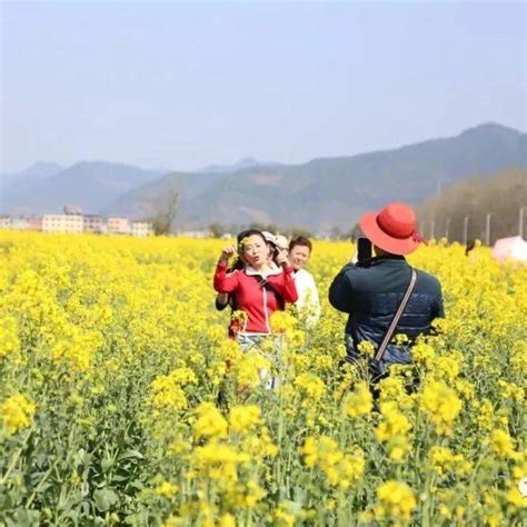 开江油菜花开！美爆了~花海普安镇游客