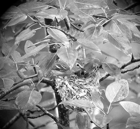 Female Upper And Male Lower Cassins Vireos Attending Nest Near