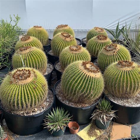 Accelerating The Pup Production Of Barrel Cacti Tips From The Experts