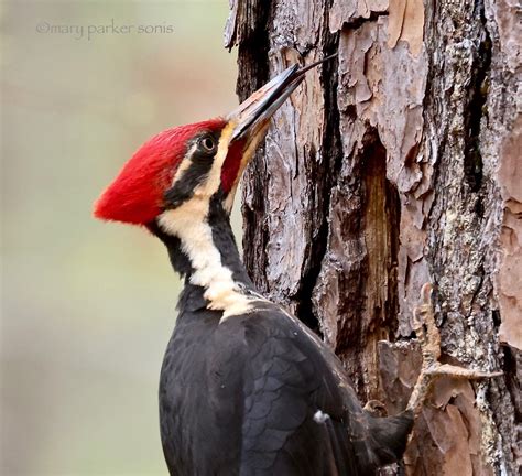 Pileated Woodpecker Using His Tongue To Search The Crevice Flickr