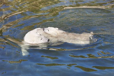 Polar Bear Swimming with His Cub on the Water. Stock Image - Image of family, cold: 100698125