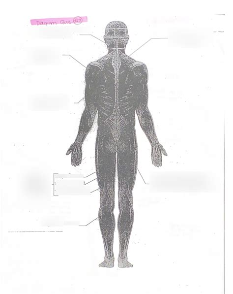 Musculature Diagram Quiz Back Diagram Quizlet