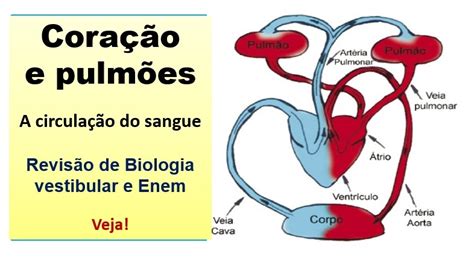Circulação Humana - Aula de revisão para Biologia Enem