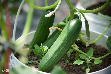 農民種植蔬菜，黃瓜細菌性角斑病的發病原因和防治方法 每日頭條