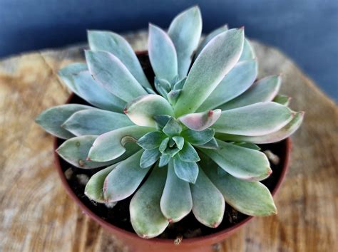 Echeveria Green Emerald Variegada Un Erizo En Mi Jard N